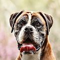 Tête d'un chien boxer de couleur marron tirant la langue